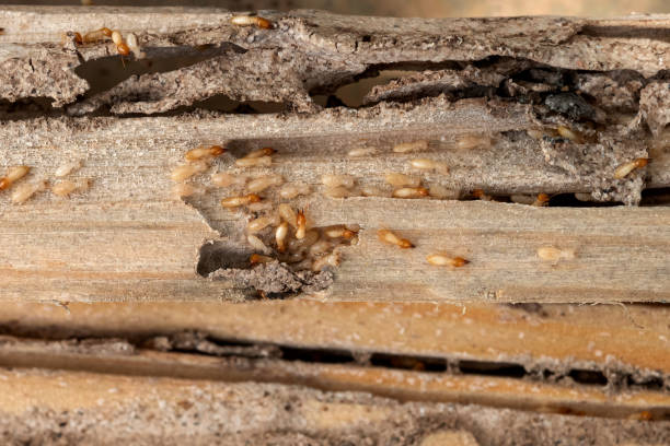 Best Bed Bug Extermination  in Lansing, KS